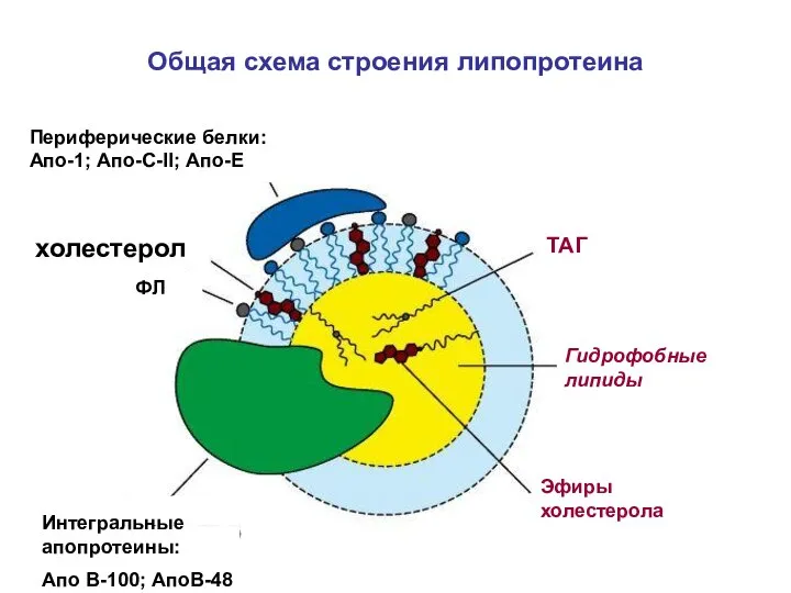 Общая схема строения липопротеина ТАГ Эфиры холестерола Гидрофобные липиды холестерол ФЛ
