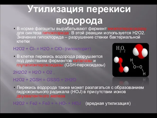 В норме фагоциты вырабатывают фермент миелопероксидазу для синтеза гипохлорида. В этой