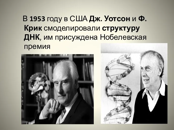 В 1953 году в США Дж. Уотсон и Ф. Крик смоделировали