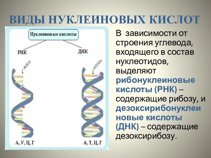 ВИДЫ НУКЛЕИНОВЫХ КИСЛОТ В зависимости от строения углевода, входящего в состав