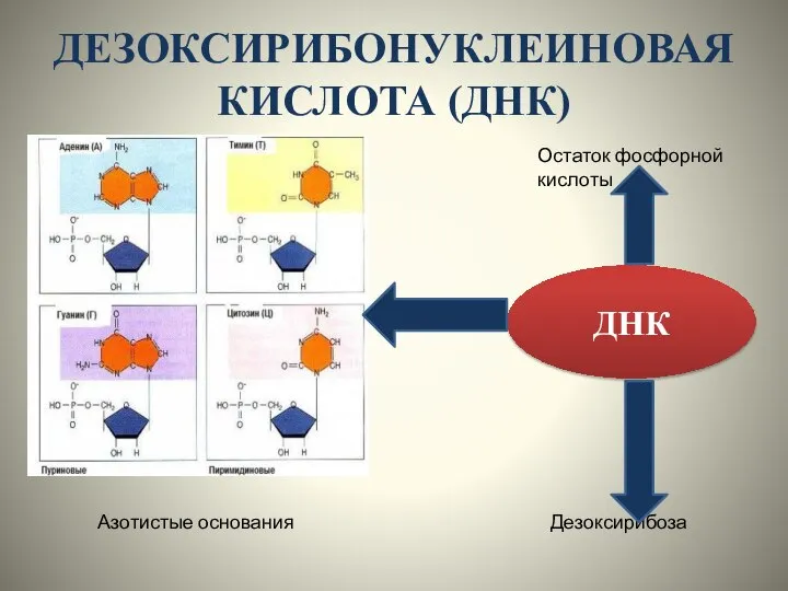 ДЕЗОКСИРИБОНУКЛЕИНОВАЯ КИСЛОТА (ДНК) ДНК Остаток фосфорной кислоты Азотистые основания Дезоксирибоза