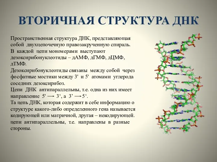 ВТОРИЧНАЯ СТРУКТУРА ДНК Пространственная структура ДНК, представляющая собой двухцепочечную правозакрученную спираль.