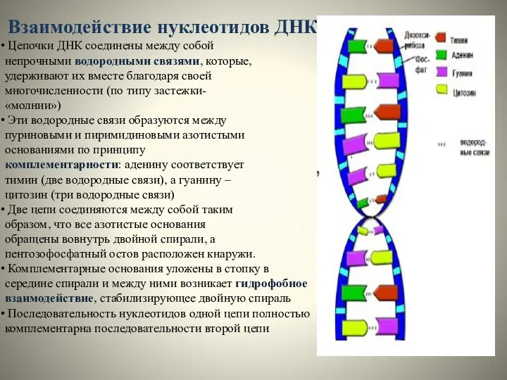 Взаимодействие нуклеотидов ДНК Цепочки ДНК соединены между собой непрочными водородными связями,