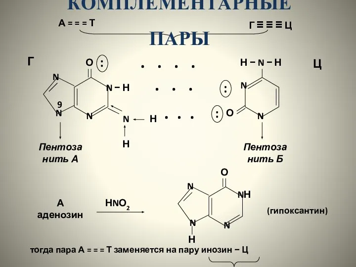 КОМПЛЕМЕНТАРНЫЕ ПАРЫ А = = = Т Г ≡ ≡ ≡