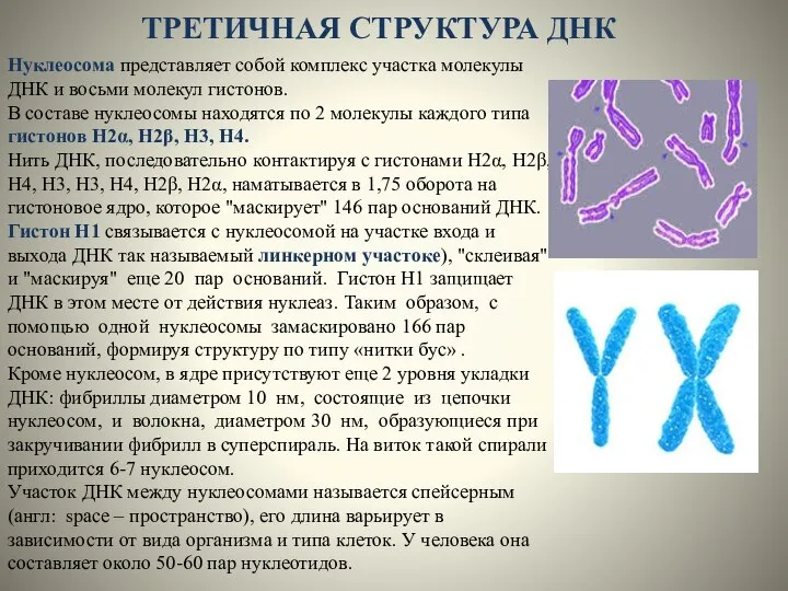 ТРЕТИЧНАЯ СТРУКТУРА ДНК Нуклеосома представляет собой комплекс участка молекулы ДНК и