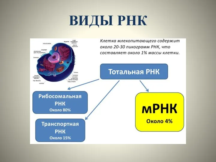 ВИДЫ РНК