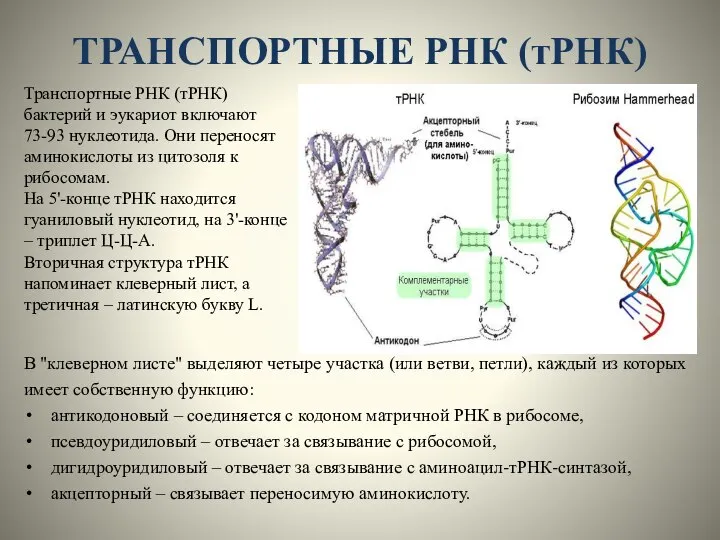 ТРАНСПОРТНЫЕ РНК (тРНК) Транспортные РНК (тРНК) бактерий и эукариот включают 73-93