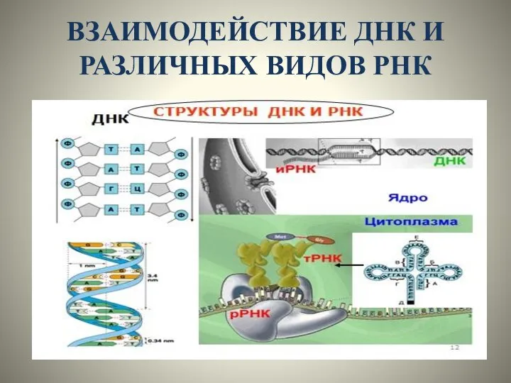 ВЗАИМОДЕЙСТВИЕ ДНК И РАЗЛИЧНЫХ ВИДОВ РНК