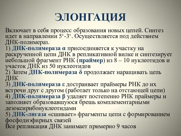 ЭЛОНГАЦИЯ Включает в себя процесс образования новых цепей. Синтез идет в