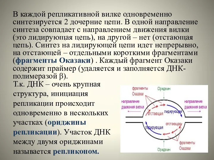 В каждой репликативной вилке одновременно синтезируется 2 дочерние цепи. В одной