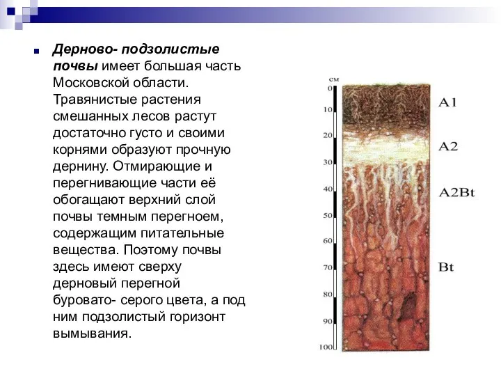 Дерново- подзолистые почвы имеет большая часть Московской области. Травянистые растения смешанных
