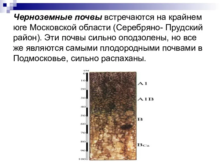 Черноземные почвы встречаются на крайнем юге Московской области (Серебряно- Прудский район).