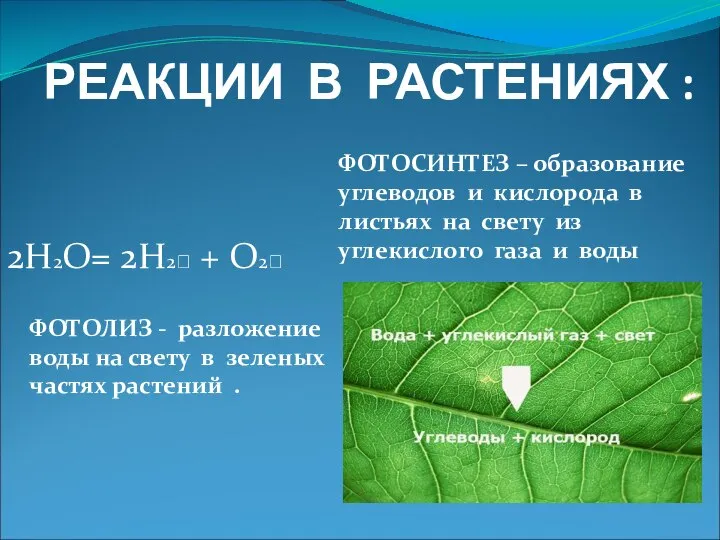 РЕАКЦИИ В РАСТЕНИЯХ : 2Н2О= 2Н2? + О2? ФОТОСИНТЕЗ – образование