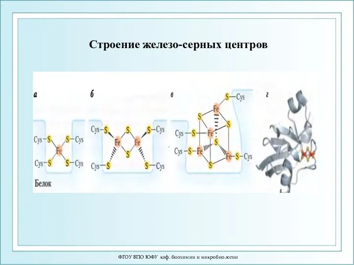 Строение железо-серных центров ФГОУ ВПО ЮФУ каф. биохимии и микробиологии