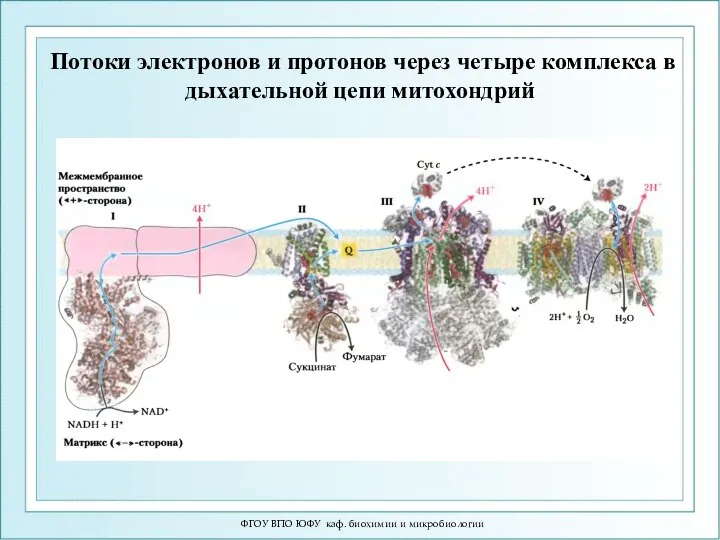 Потоки электронов и протонов через четыре комплекса в дыхательной цепи митохондрий