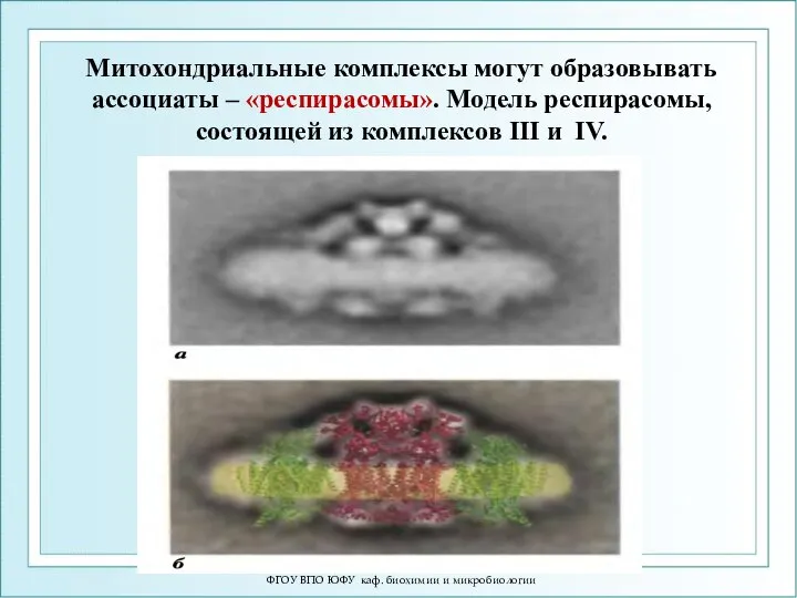 ФГОУ ВПО ЮФУ каф. биохимии и микробиологии Митохондриальные комплексы могут образовывать