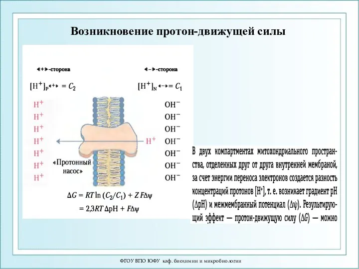 ФГОУ ВПО ЮФУ каф. биохимии и микробиологии Возникновение протон-движущей силы