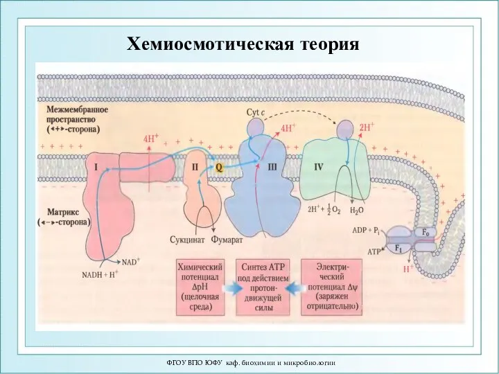 ФГОУ ВПО ЮФУ каф. биохимии и микробиологии Хемиосмотическая теория