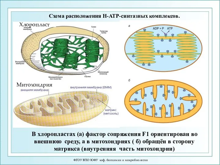 ФГОУ ВПО ЮФУ каф. биохимии и микробиологии Схема расположения H-ATP-синтазных комплексов.