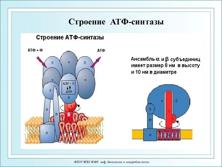 ФГОУ ВПО ЮФУ каф. биохимии и микробиологии Строение АТФ-синтазы