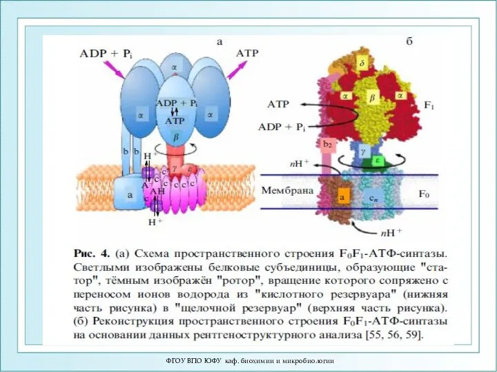 ФГОУ ВПО ЮФУ каф. биохимии и микробиологии