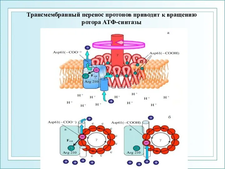 ФГОУ ВПО ЮФУ каф. биохимии и микробиологии Трансмембранный перенос протонов приводит к вращению ротора АТФ-синтазы