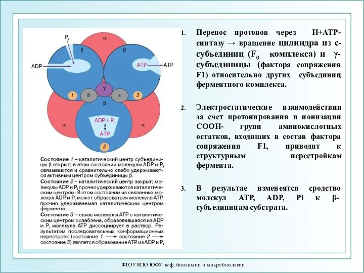 ФГОУ ВПО ЮФУ каф. биохимии и микробиологии Перенос протонов через H+ATP-синтазу