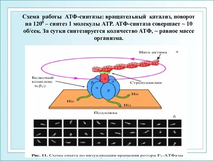 ФГОУ ВПО ЮФУ каф. биохимии и микробиологии Схема работы АТФ-синтазы: вращательный