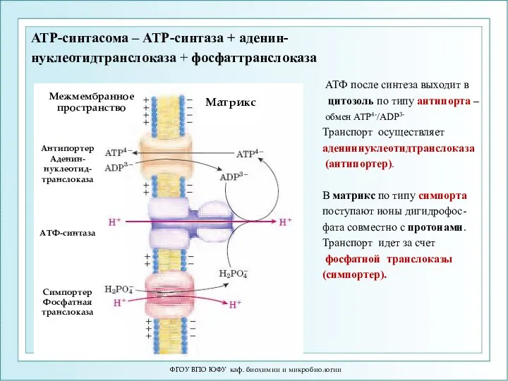 ФГОУ ВПО ЮФУ каф. биохимии и микробиологии АТР-синтасома – АТР-синтаза +