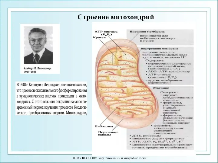 ФГОУ ВПО ЮФУ каф. биохимии и микробиологии Строение митохондрий