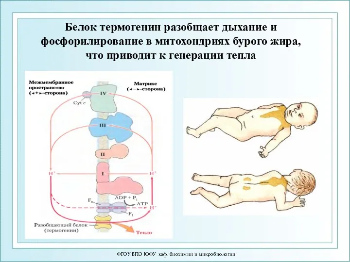 ФГОУ ВПО ЮФУ каф. биохимии и микробиологии Белок термогенин разобщает дыхание