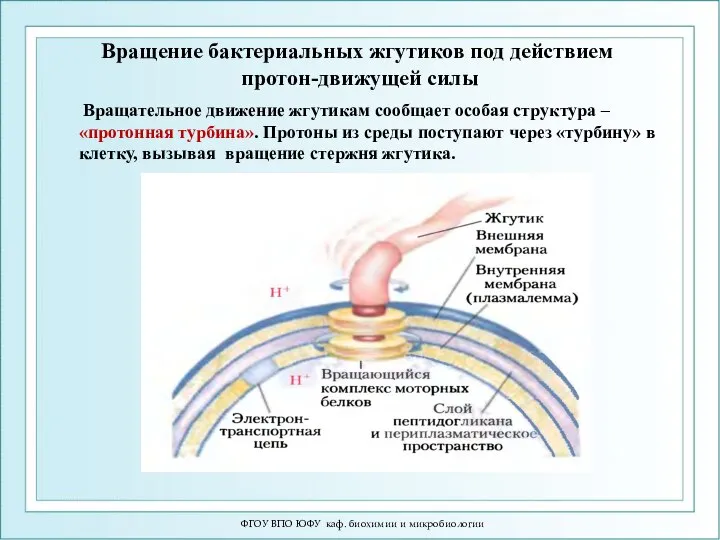 Вращение бактериальных жгутиков под действием протон-движущей силы Вращательное движение жгутикам сообщает