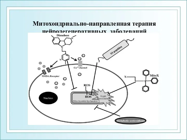 Митохондриально-направленная терапия нейродегенеративных заболеваний