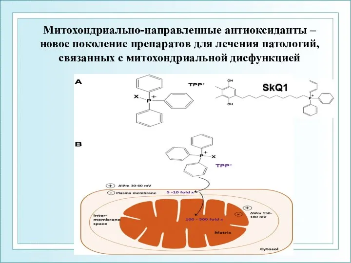 Митохондриально-направленные антиоксиданты – новое поколение препаратов для лечения патологий, связанных с митохондриальной дисфункцией