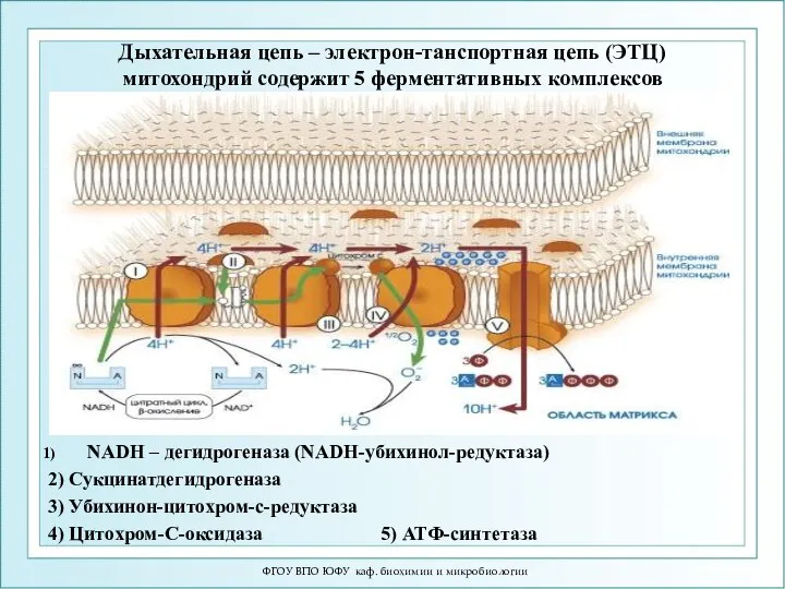 ФГОУ ВПО ЮФУ каф. биохимии и микробиологии Дыхательная цепь – электрон-танспортная