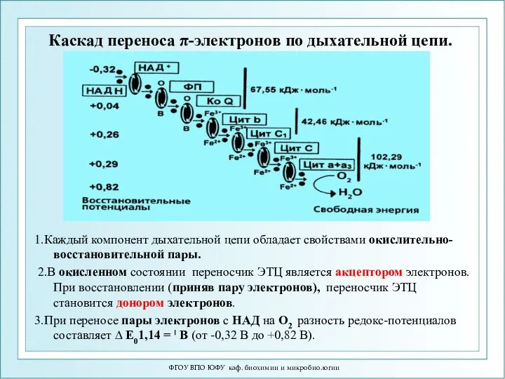 ФГОУ ВПО ЮФУ каф. биохимии и микробиологии Каскад переноса π-электронов по