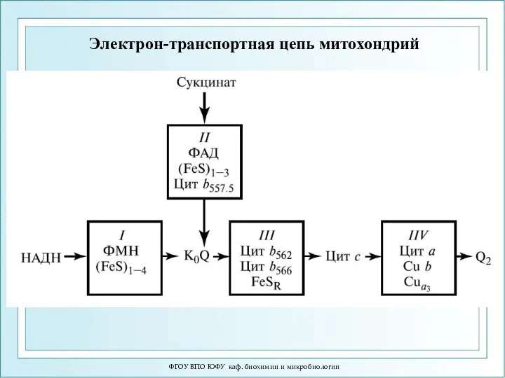 Электрон-транспортная цепь митохондрий ФГОУ ВПО ЮФУ каф. биохимии и микробиологии