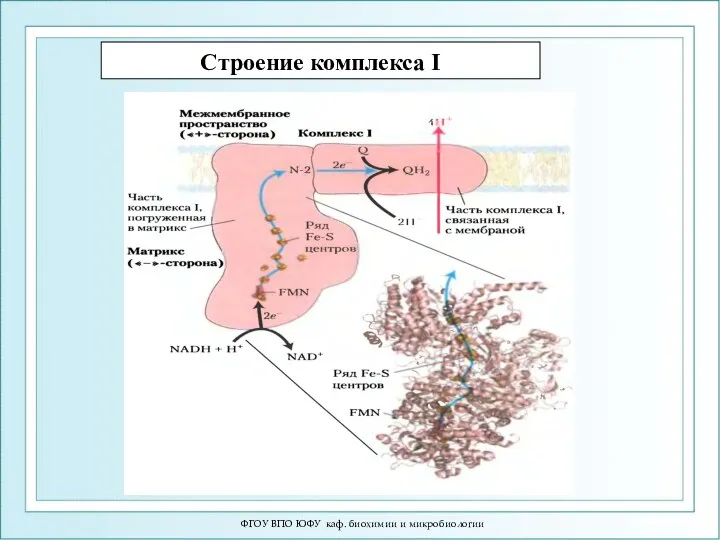 ФГОУ ВПО ЮФУ каф. биохимии и микробиологии Строение комплекса I