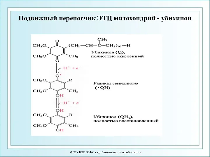 ФГОУ ВПО ЮФУ каф. биохимии и микробиологии Подвижный переносчик ЭТЦ митохондрий - убихинон