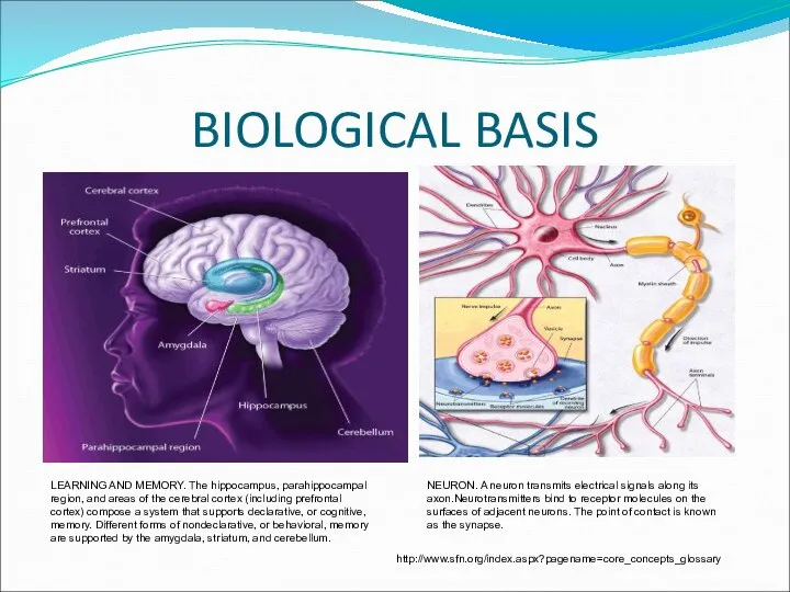BIOLOGICAL BASIS LEARNING AND MEMORY. The hippocampus, parahippocampal region, and areas