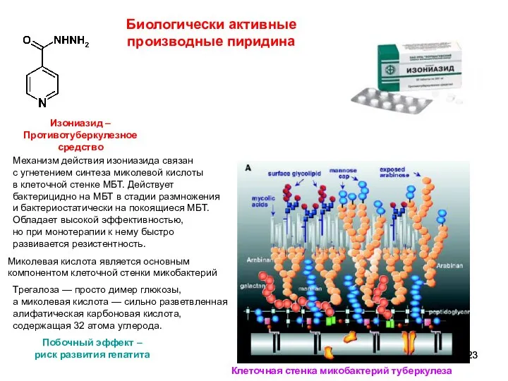 Биологически активные производные пиридина Механизм действия изониазида связан с угнетением синтеза