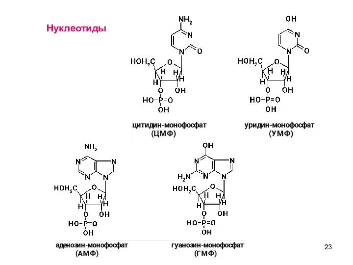 11 Нуклеотиды