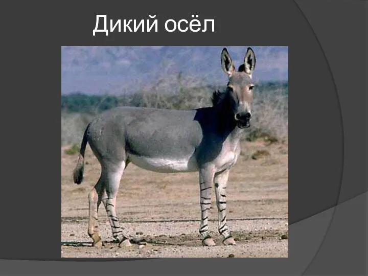 Дикий осёл