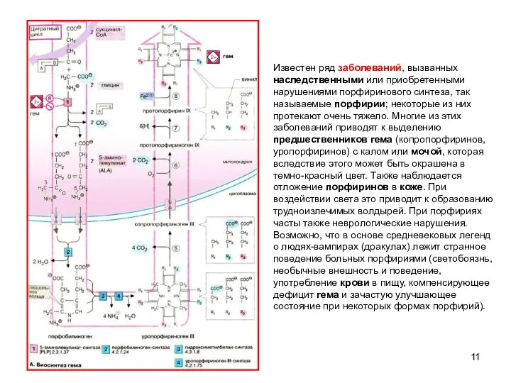 Известен ряд заболеваний, вызванных наследственными или приобретенными нарушениями порфиринового синтеза, так