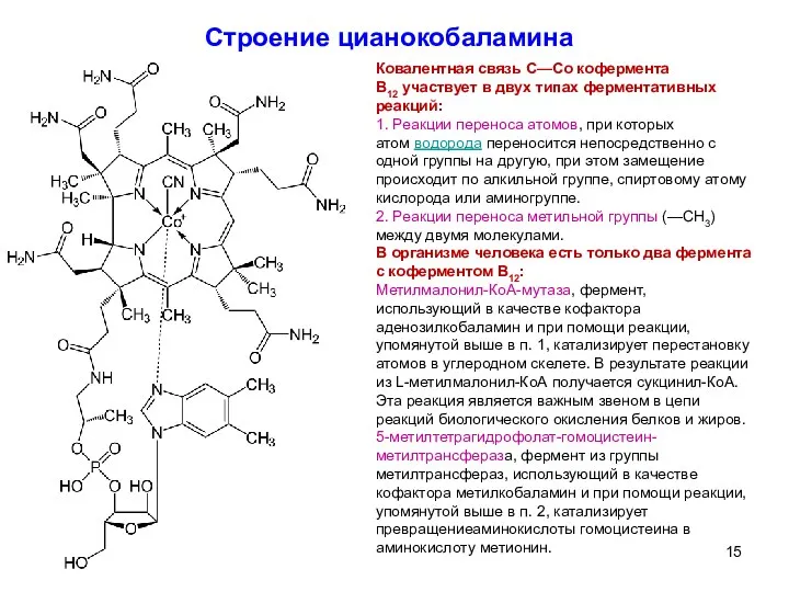 Строение цианокобаламина Ковалентная связь C—Co кофермента B12 участвует в двух типах