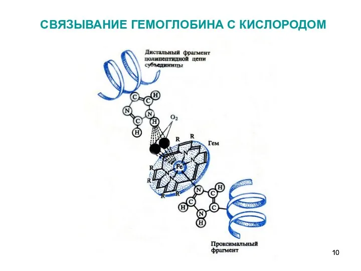 СВЯЗЫВАНИЕ ГЕМОГЛОБИНА С КИСЛОРОДОМ