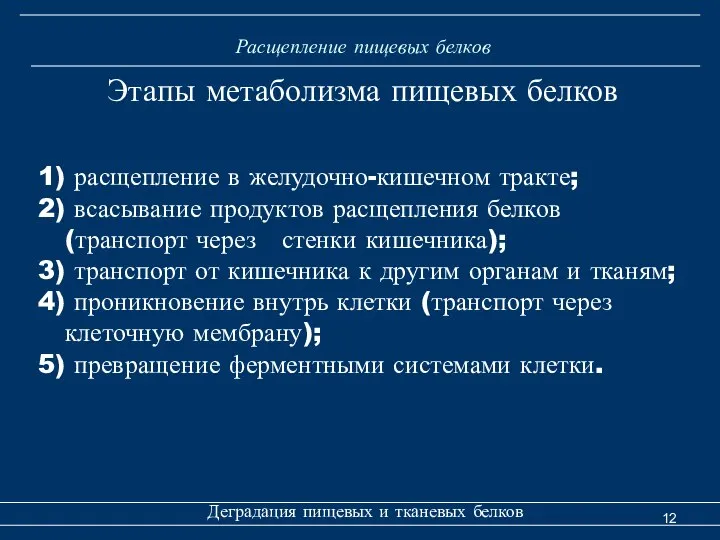 Расщепление пищевых белков Деградация пищевых и тканевых белков Этапы метаболизма пищевых