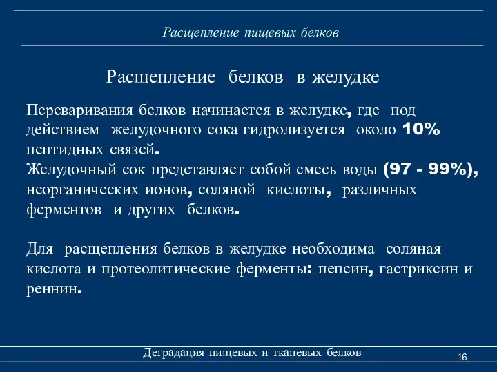 Расщепление пищевых белков Деградация пищевых и тканевых белков Переваривания белков начинается