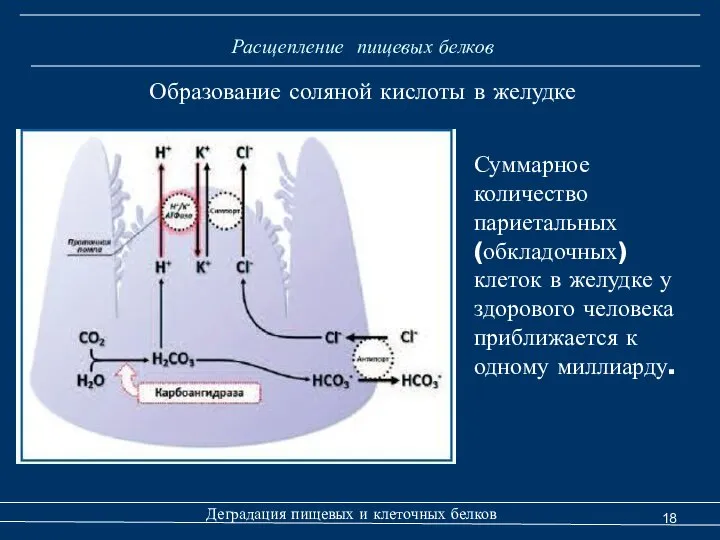 Расщепление пищевых белков Образование соляной кислоты в желудке Деградация пищевых и