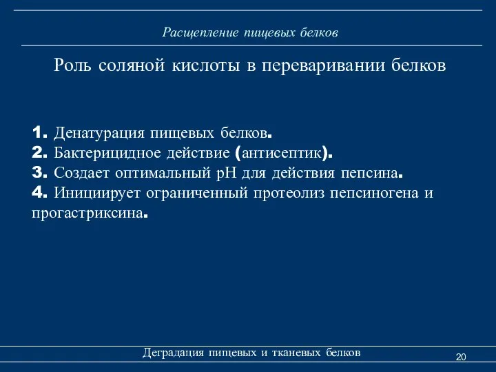 Расщепление пищевых белков Деградация пищевых и тканевых белков Роль соляной кислоты